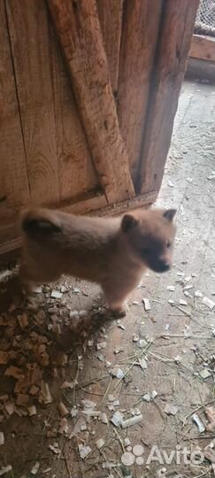 Щенок карело финской лайки