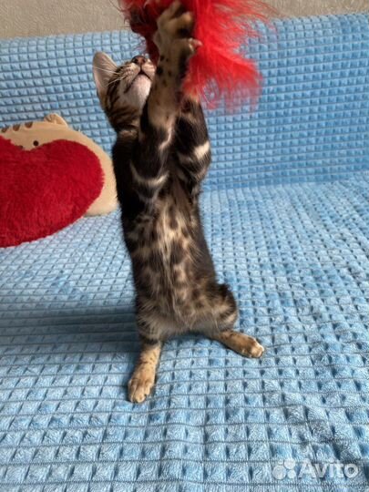 Черная пантера бенгальская девочка