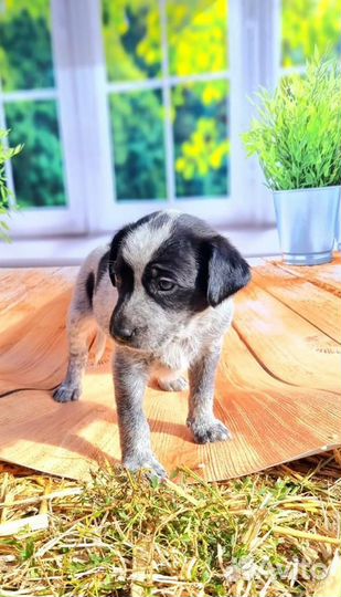 Щенок девочка