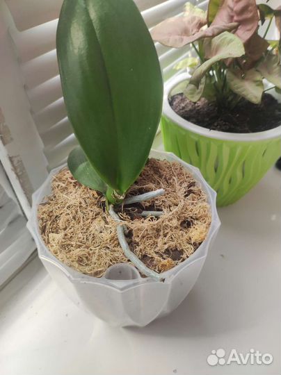 Продам цветы комнатные