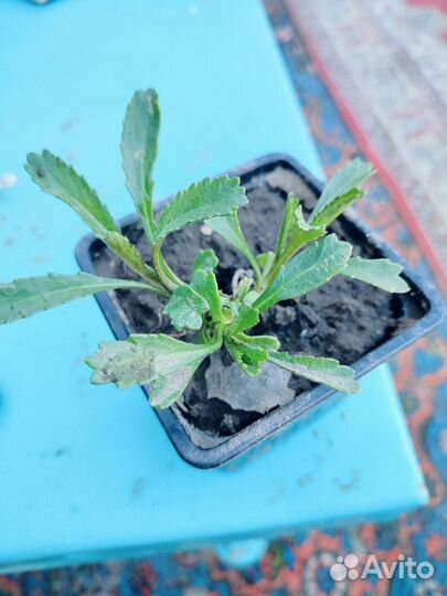 Махровая ромашка неземной красоты