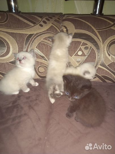 Отдам котят в добрые руки