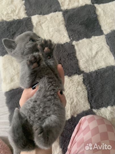 Британские котята