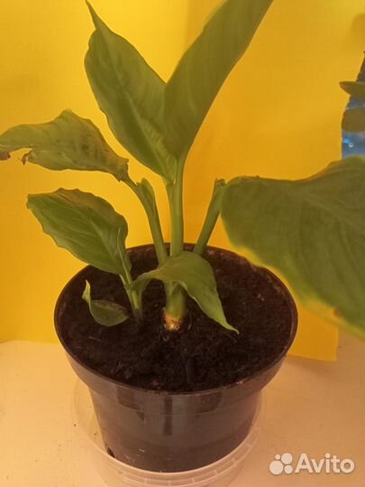 Специфилиум