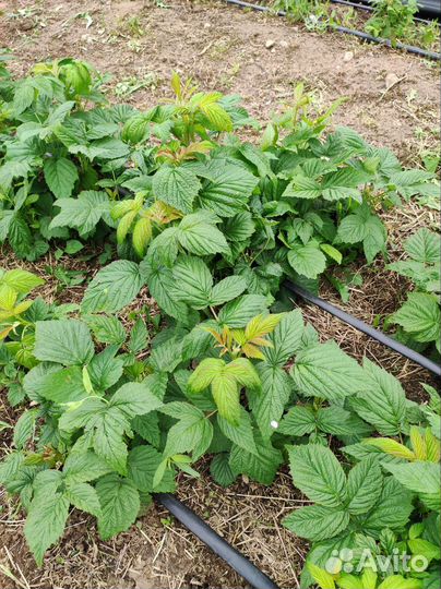 Саженцы ремонтантной малины