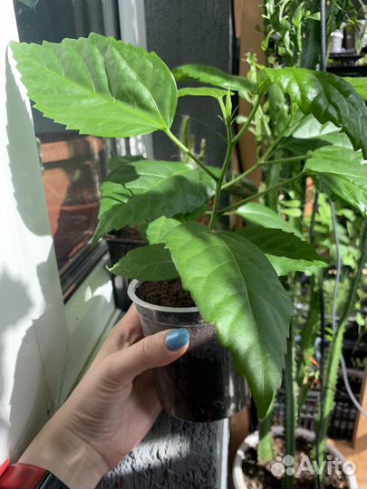 Китайская роза (Гибискус)