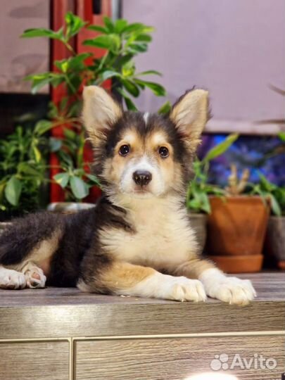 Щенок мальчик