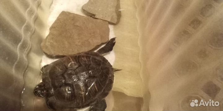 Черепаха