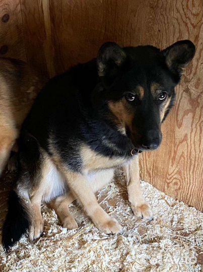 Помогите собаке из приюта узнать ласку и любовь