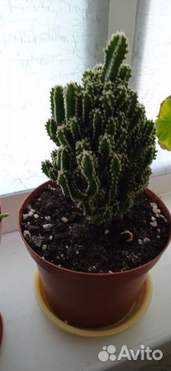 Комнатные цветы