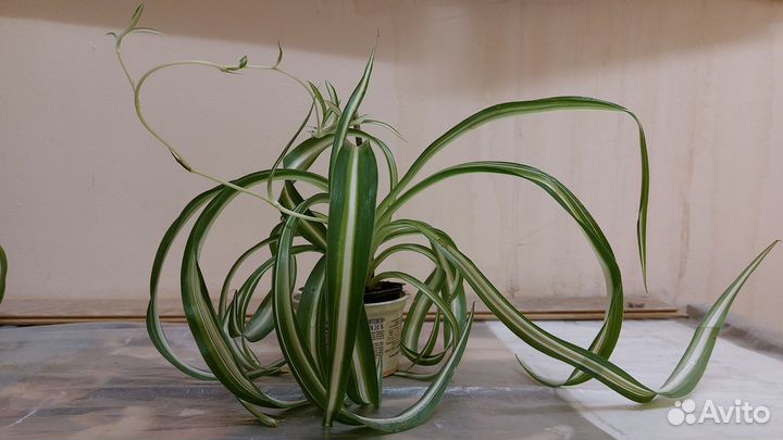 Хлорофитум кудрявый