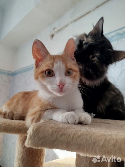 Котёнок подросток, 5-6 месяцев в добрые руки