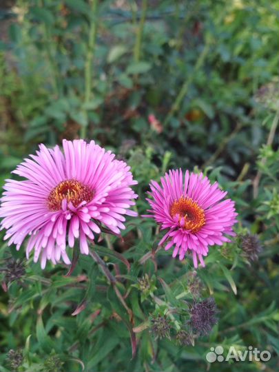 Растения цветы многолетние