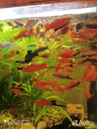 Гуппи, меченосец рыбка аквариумная