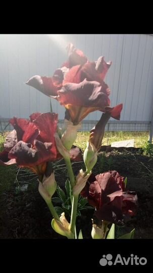 Излишки сортовых ирисов