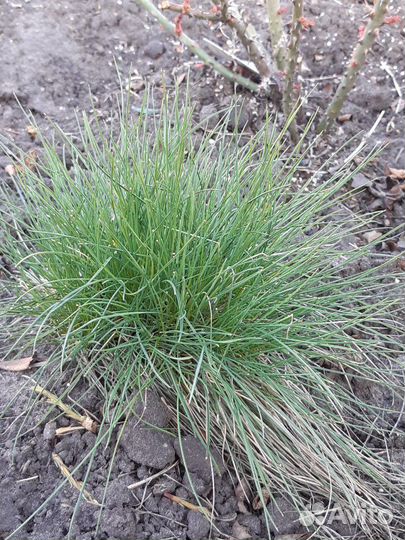 Овсяница сизая