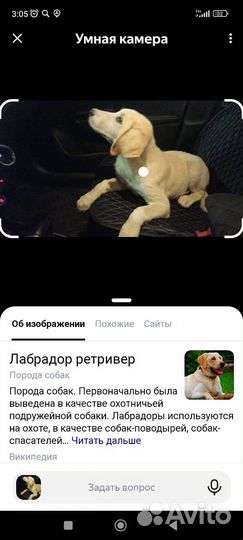 Щенок в добрые руки отдам бесплатно