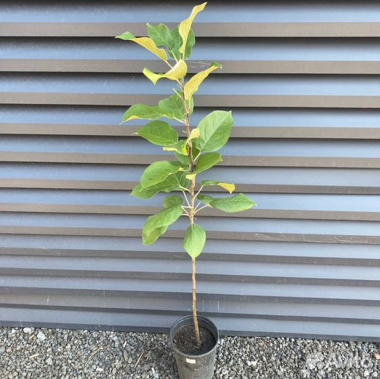 Яблоня колоновидная Президент