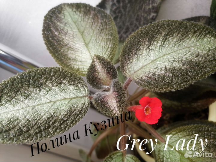 Сортовые эписции