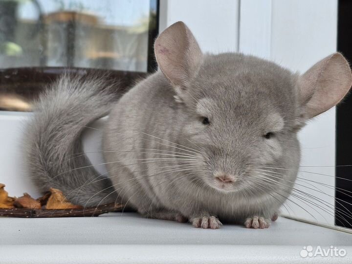 Шиншиллы бежфио 50%сапфира (мальчик)