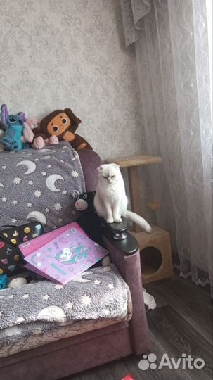 Шотландская вислоухая