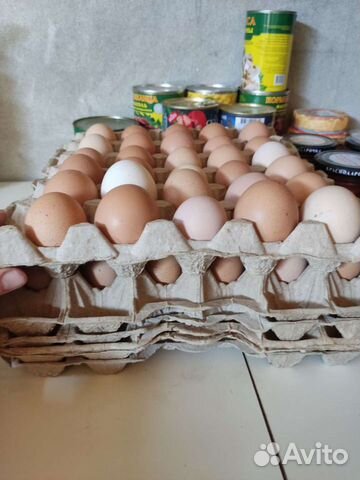 Инкубационные яйца