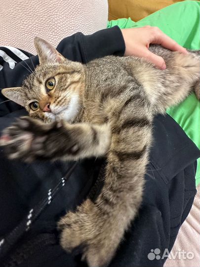 Котенок девочка бесплатно