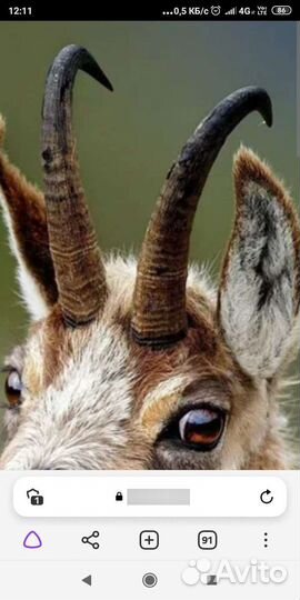 Ободок рожки козы серны