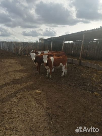 Бычки Телки Герефорд