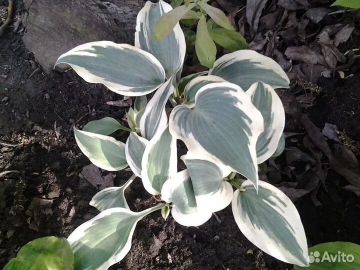 Хоста блю айвори S