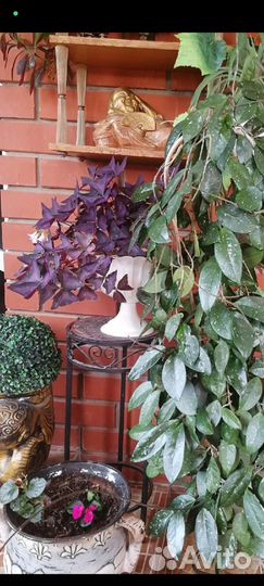 Кислица Оксалис, Алоэ Вера