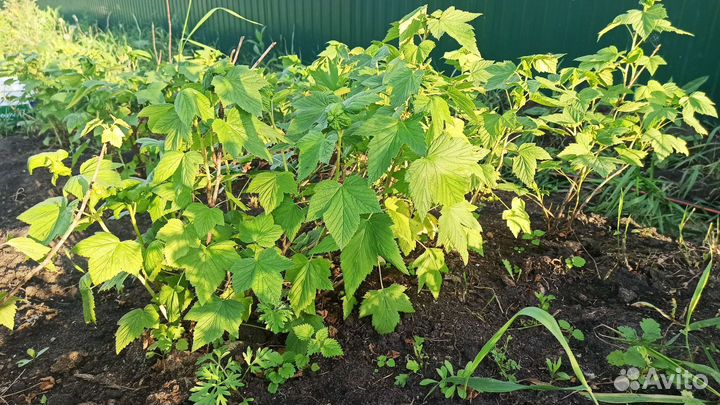 Смородина чёрная