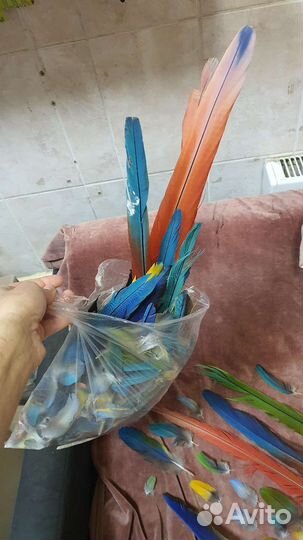 Перья птиц для творчества