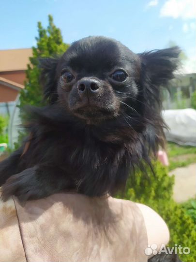 Милашки Чихуашки