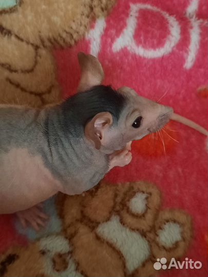 Крыски с клеткой