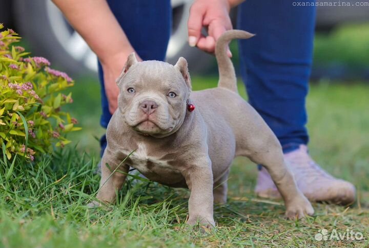 Американский булли микро экзот
