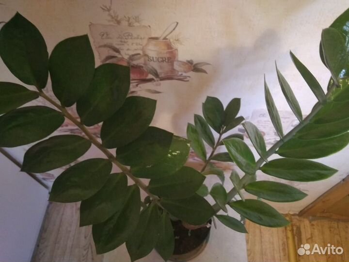 Замиокулькас