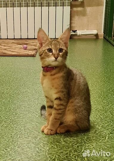 Кошка чаузи ф1