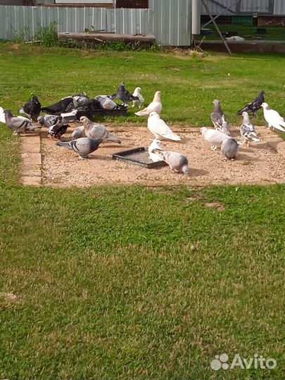 Голуби турецкая такла