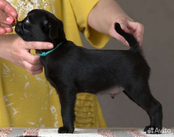 Пти брабансон