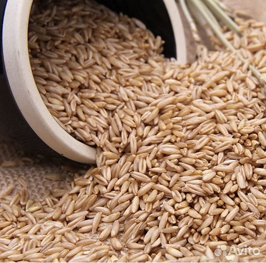 Зерно овёс