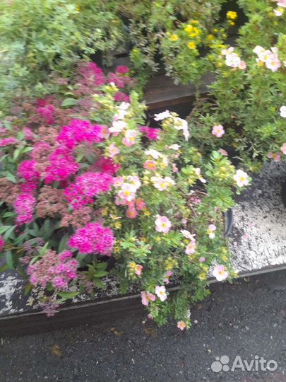 Лапчатка кустарниковая, спирея