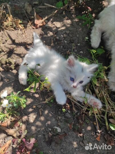 Кошка в добрые руки