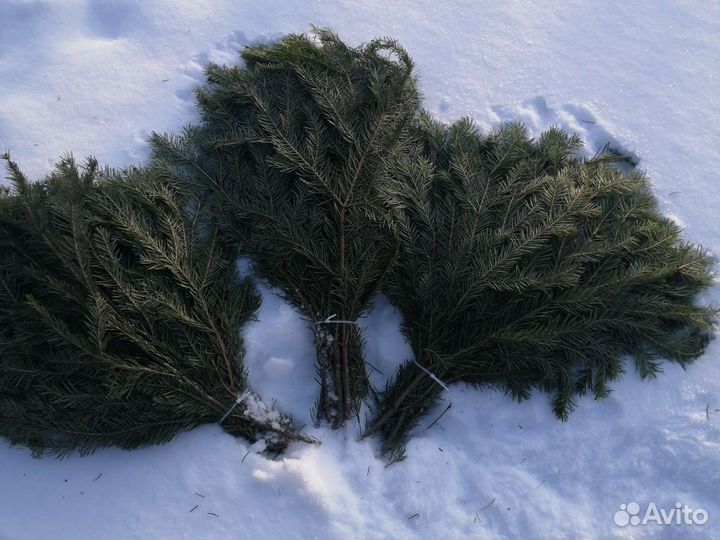 Веники для бани пихта