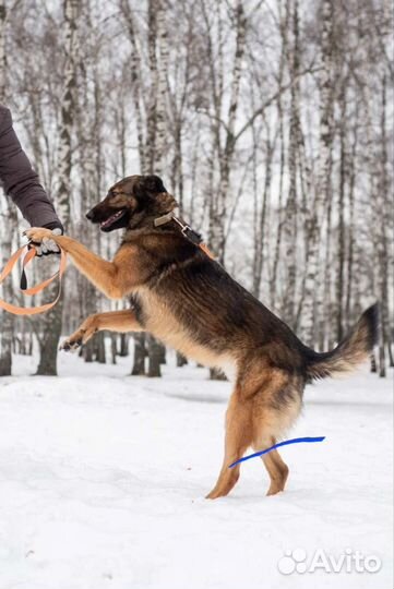 Зира - метис малинуа