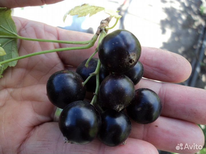 Саженцы смородины