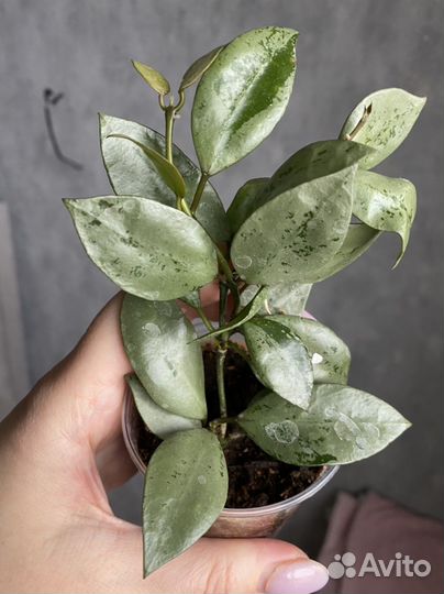 Хойя лакуноза суперэскимо