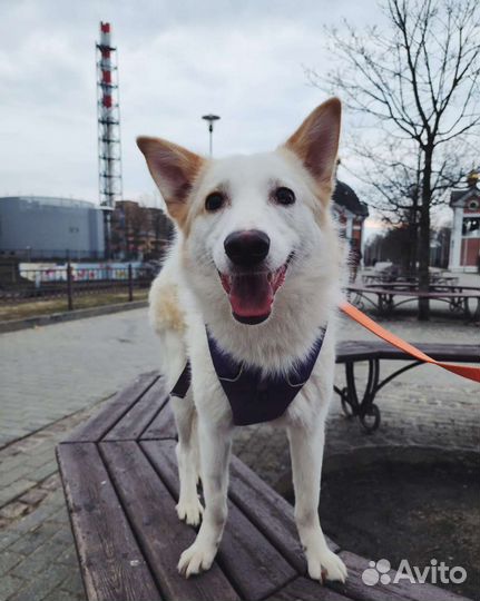 Ронна, молодая девочка подросток в дар, ищет дом