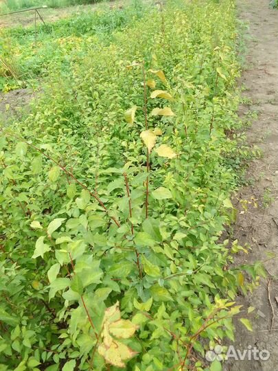 Подвой алыча, айва, шиповник