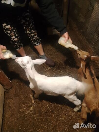 Козлики месячные